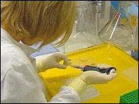 ESTRATÉGIA DE PARASITAS PODE COMBATER ALERGIAS