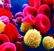 PESQUISADORES APLAUDEM DECISÃO DE OBAMA SOBRE CÉLULAS-TRONCO